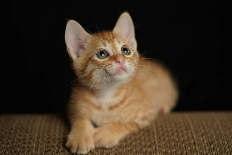 a small orange kitten looking up with a black background