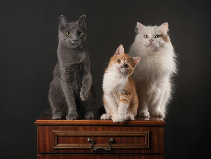 two gray cats standing on a dresser next to two smaller cats