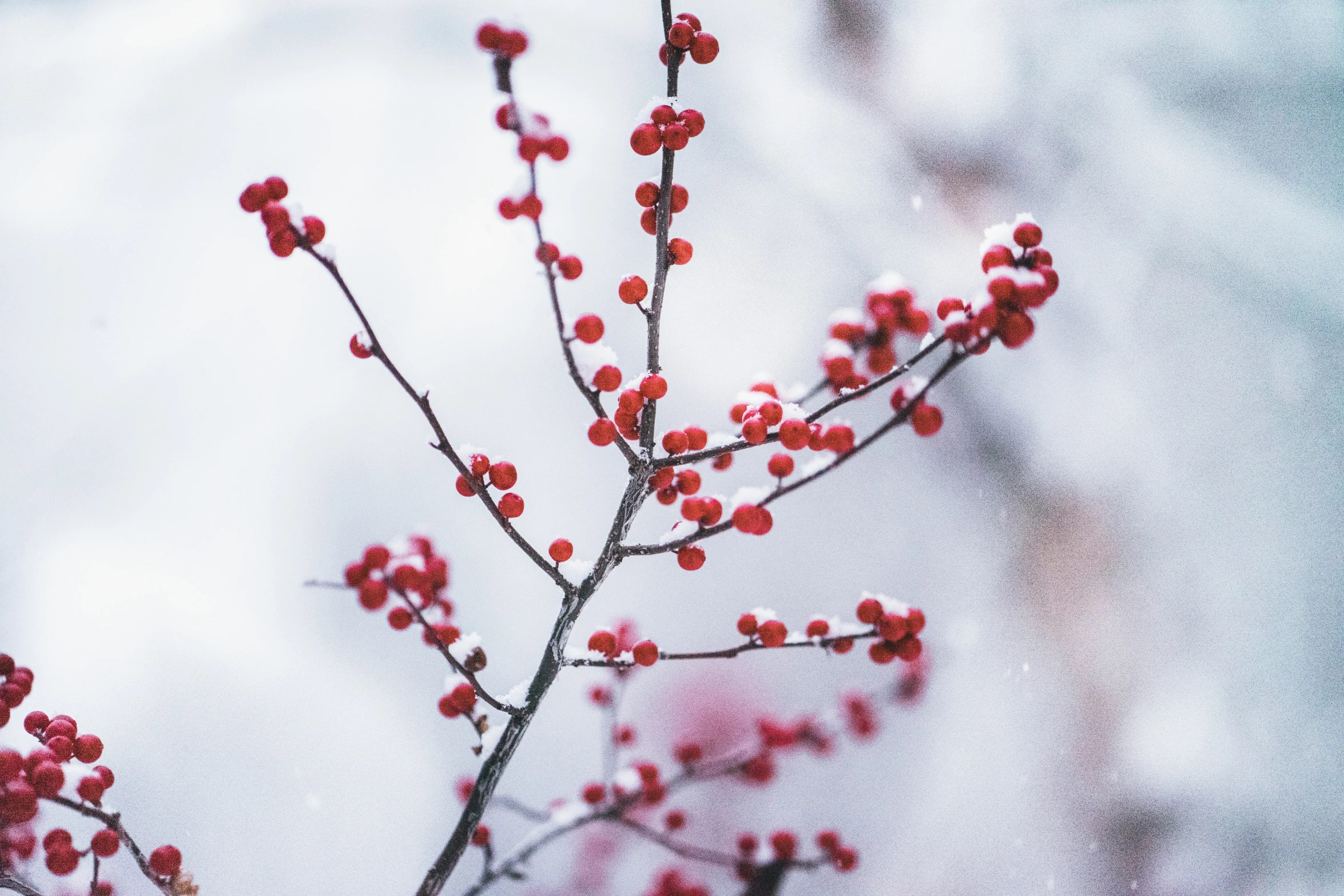 red berries are sprinkled all over the nch