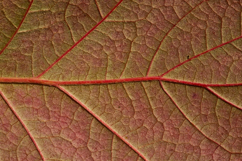 a large leaf is displayed in color and texture
