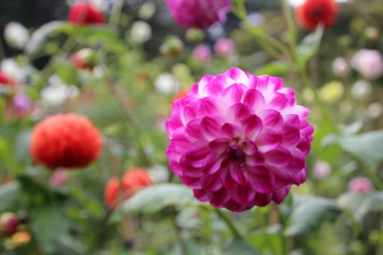 purple, pink and red flowers with green leaves in front