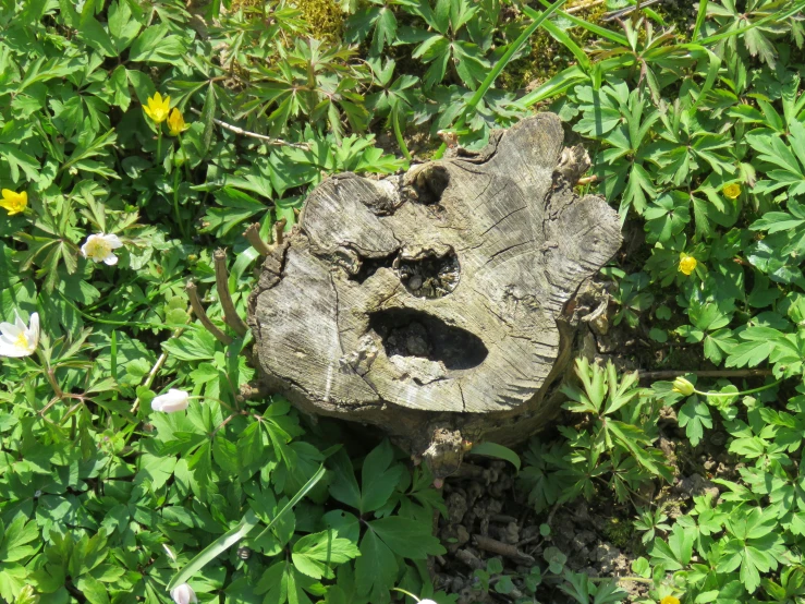 a rock face sits amongst green plants