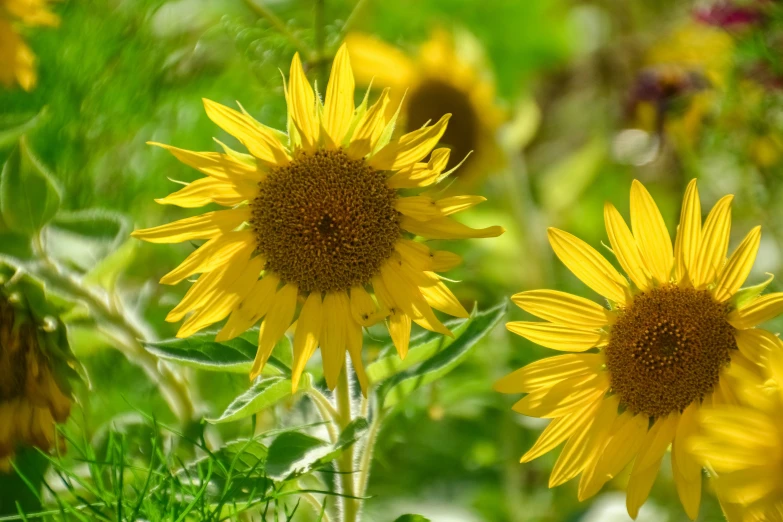 many yellow sunflowers are blooming in the grass