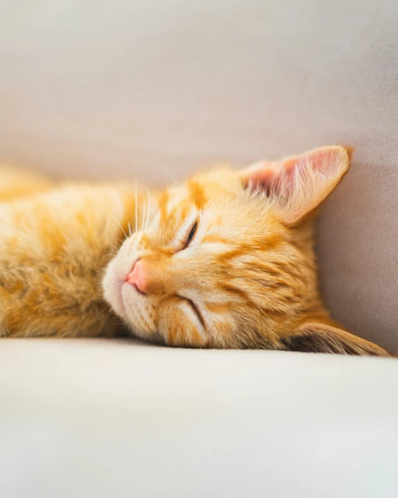 orange cat asleep on a white surface near a wall