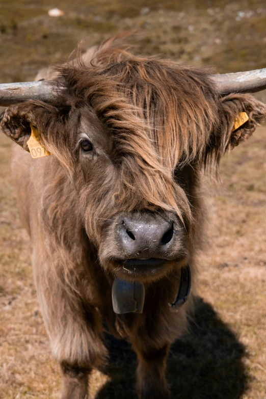 a brown bull with horns and ear tags standing in a field