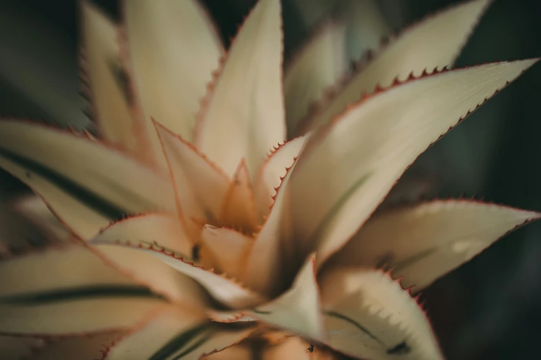 a close up po of a brown and white flower