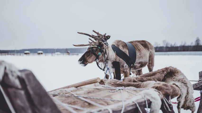 a reindeer with large horns pulling a wooden sled