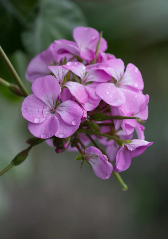 a bunch of pink flowers hanging from the stems