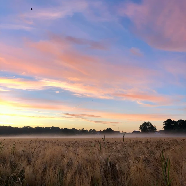 a field that has some kind of soing in it