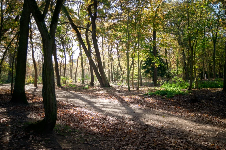 the sun shines through the trees in a park