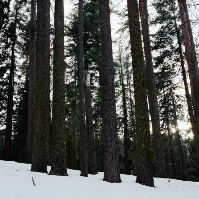 the person is walking through the snowy woods