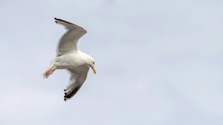 the seagull flies high up in the blue sky