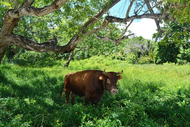 the cow is standing under the shade of trees