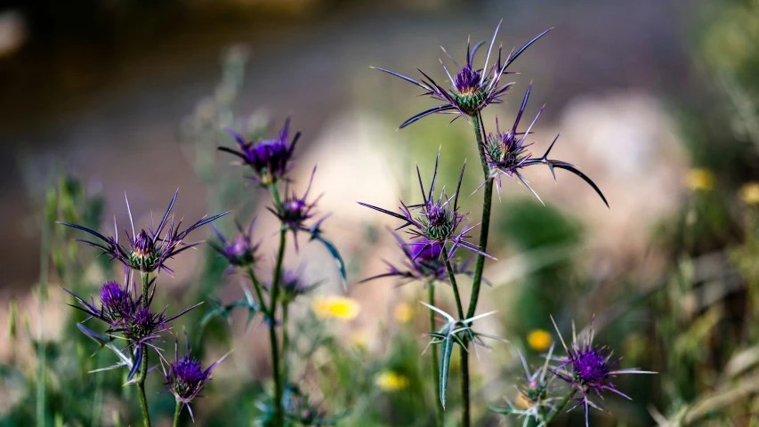 some purple flowers that are growing on the ground