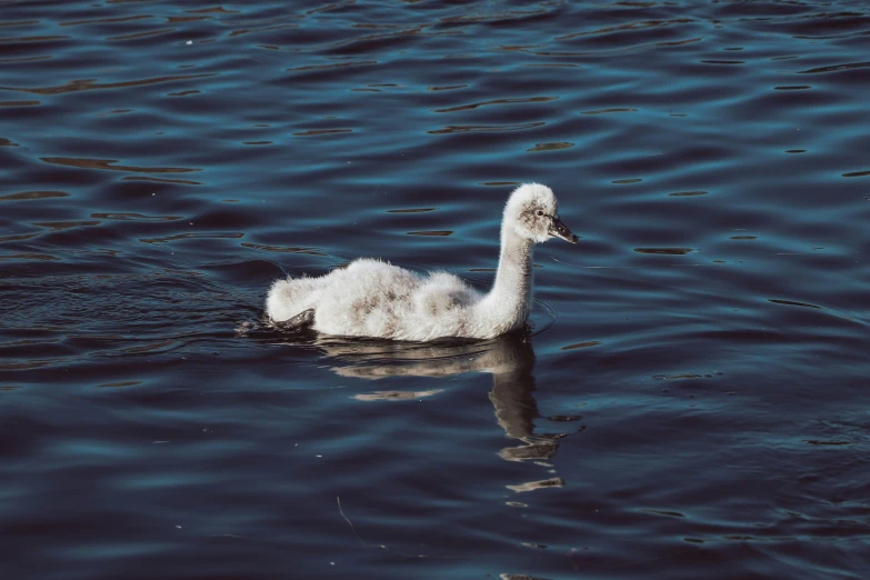 there is a small white bird floating in the water