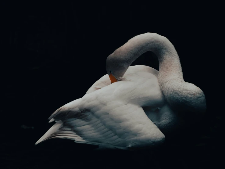 a white swan sitting and looking off in the night