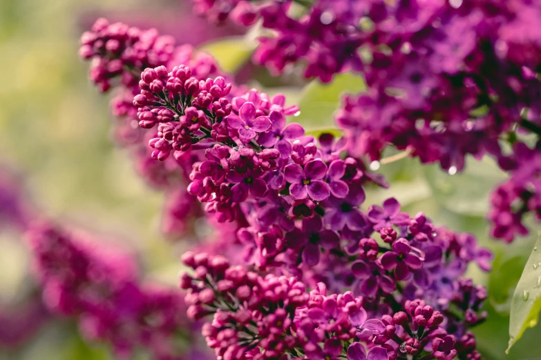 a cluster of flowers that are purple in color