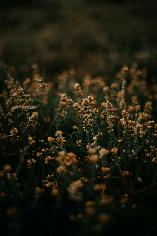 an overlay view of flowers in the grass