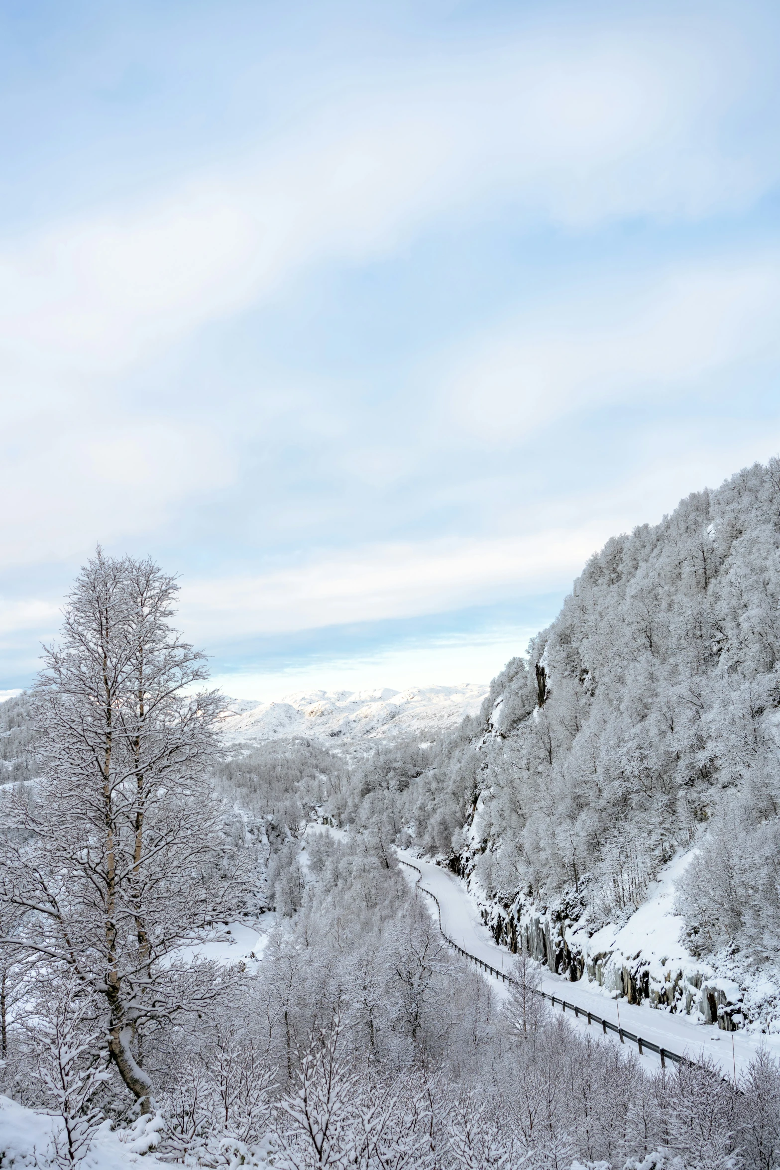 the snowy landscape is full of different kinds of trees