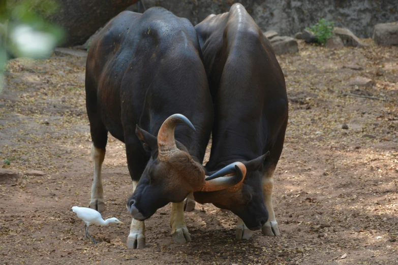 two large animals are sniffing at soing in the dirt