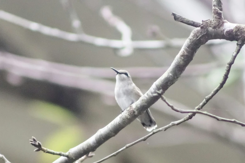 two small birds are perched on a nch