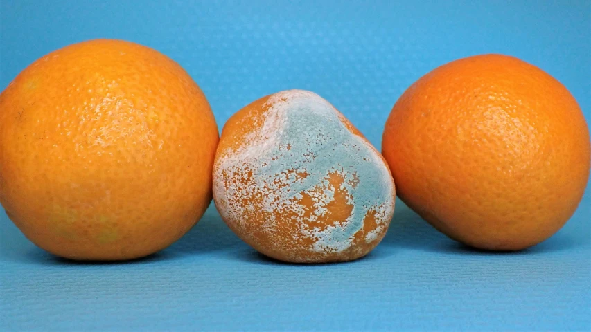 three oranges with different shapes next to each other