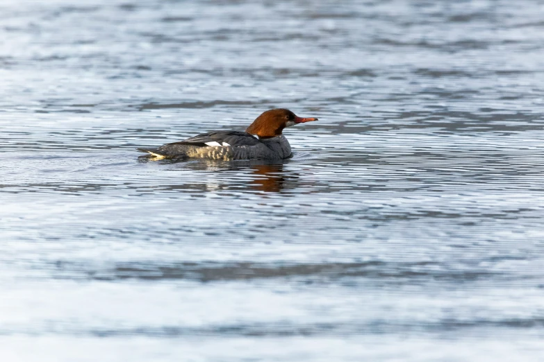 a bird that is floating on some water