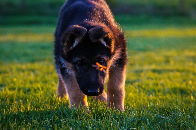 this is a dog standing in the grass