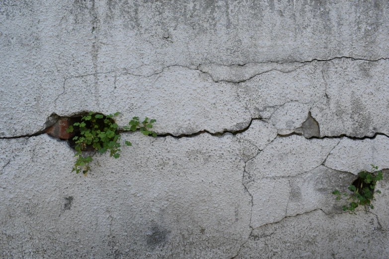 two vines growing through ed, old concrete