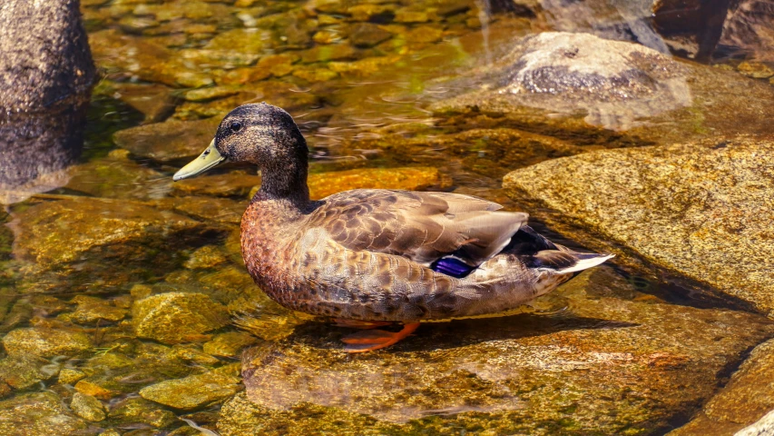 a duck sitting on a rock with its head turned