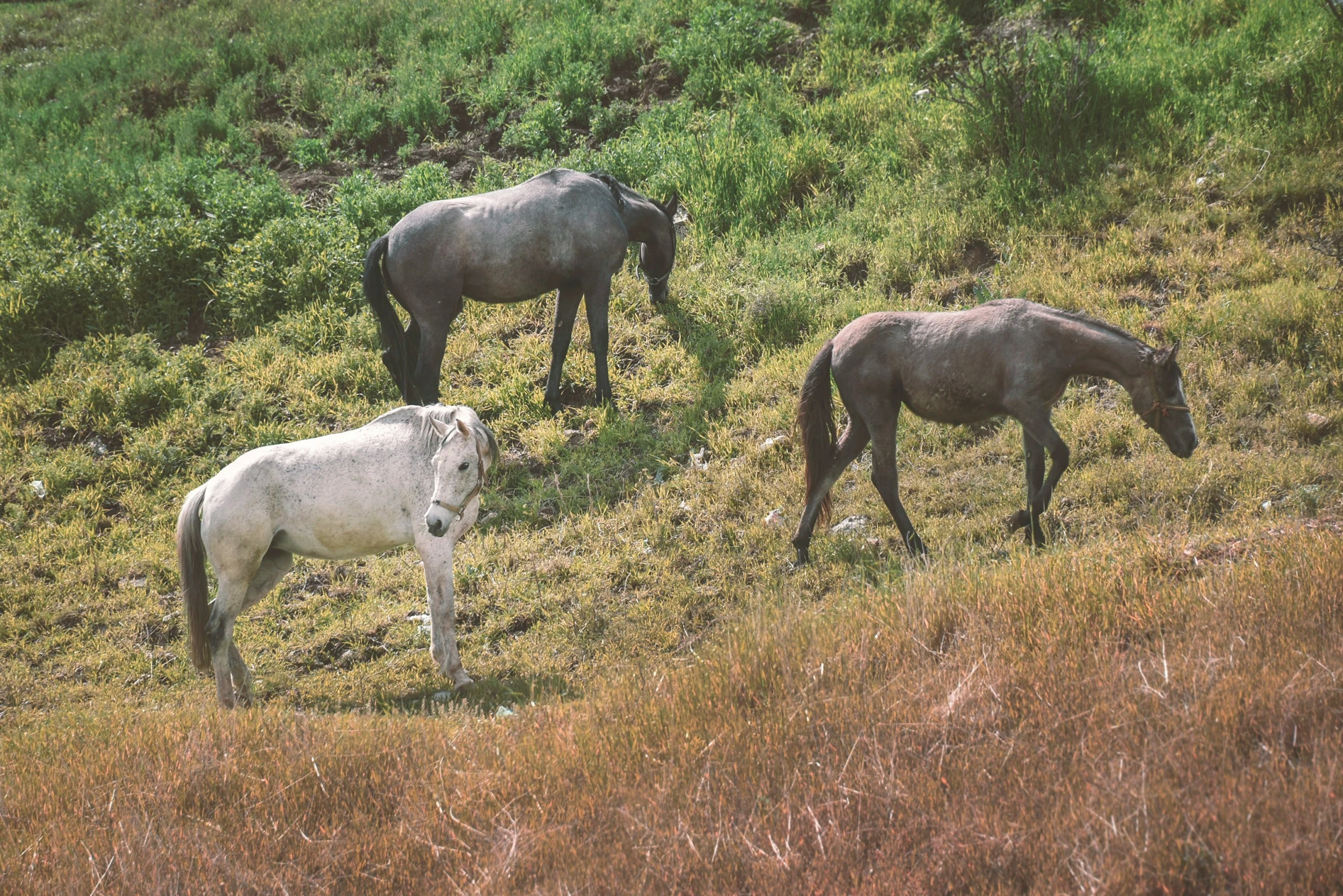three different kinds of horses eating grass off of the ground