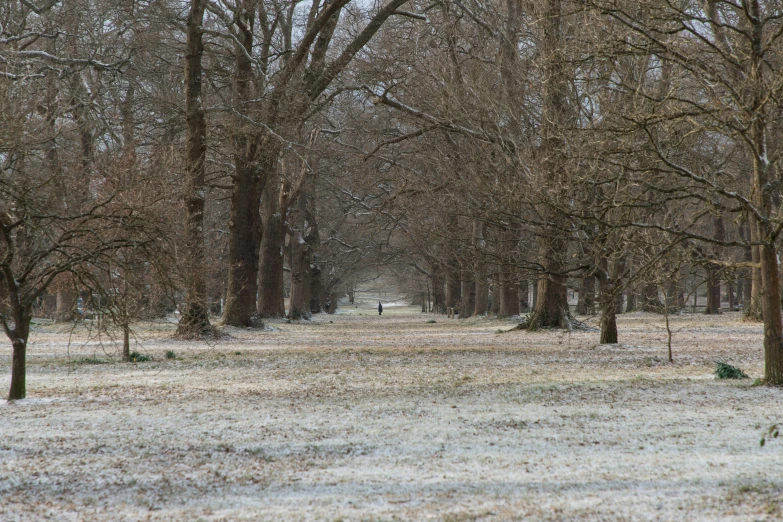 the snow is covering trees, some with no leaves