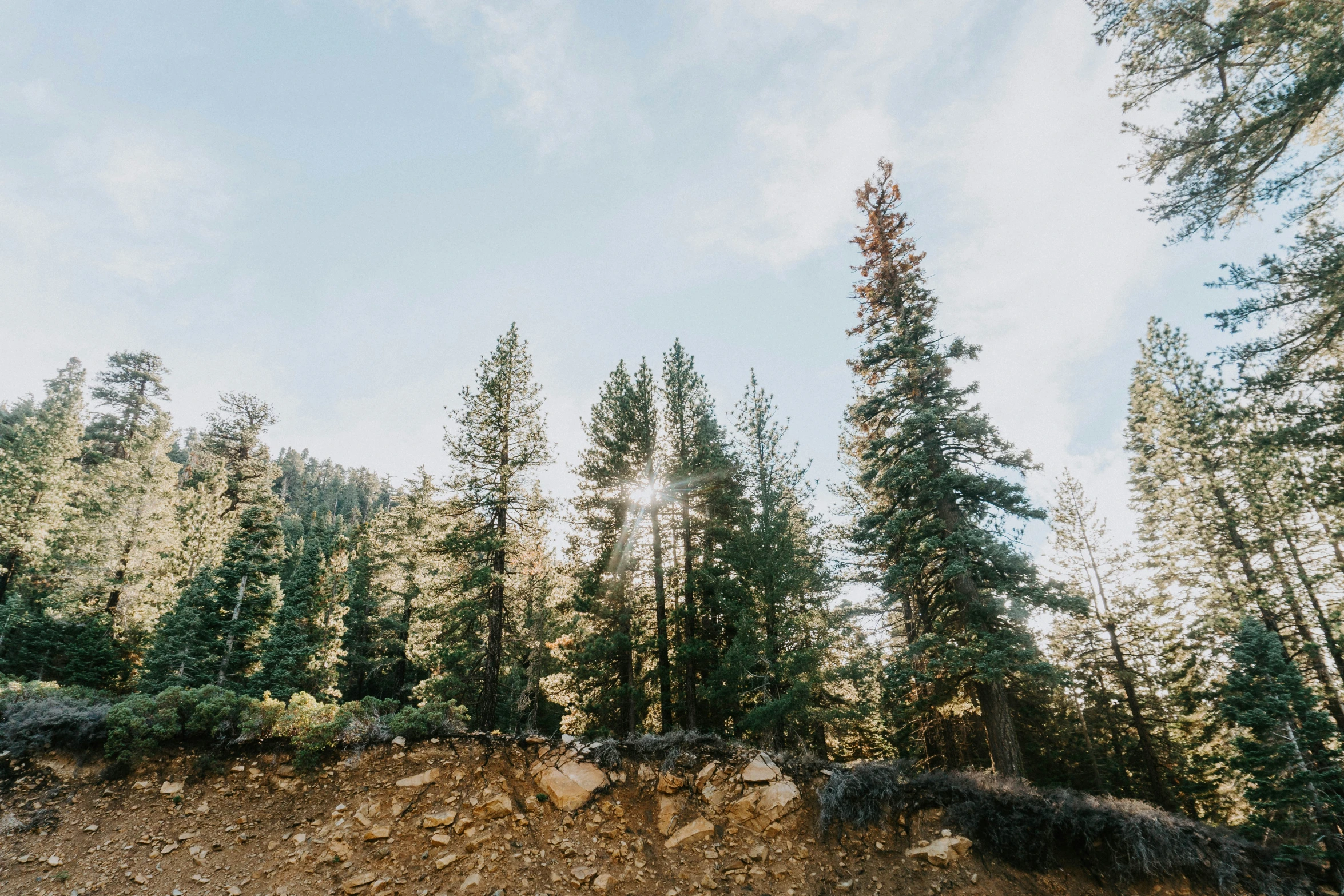 trees that are standing in the dirt near a wall