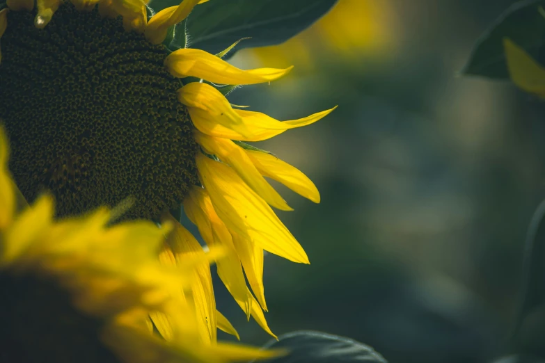 a sunflower sits outside in a field