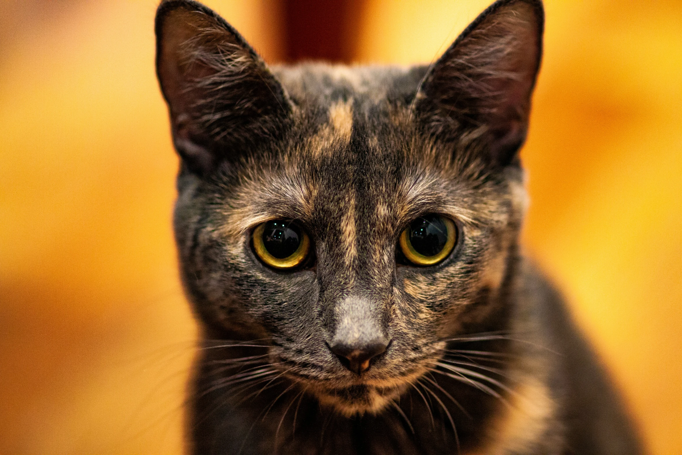 a gray and black cat sitting on top of a brown table