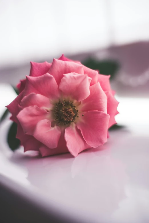 a pink flower sits in front of a blurred table