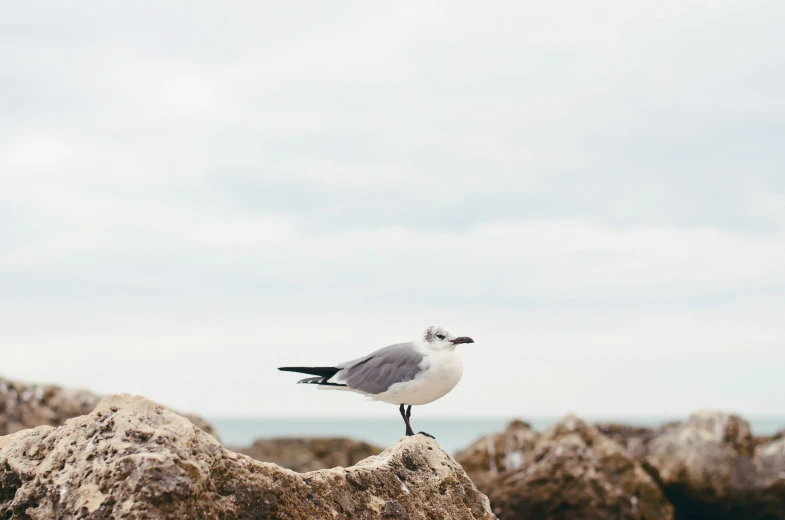 a bird standing on top of a rock next to a body of water