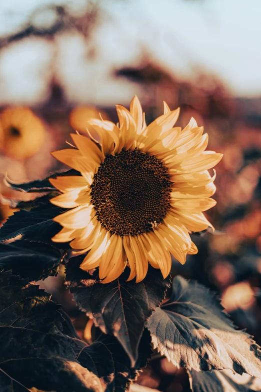 a sunflower sitting on top of a brown leaf covered ground