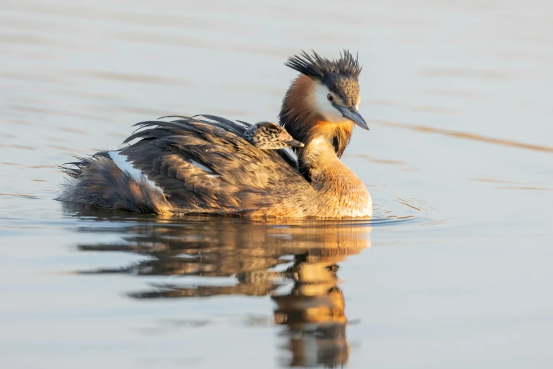 the large duck is swimming in the blue water