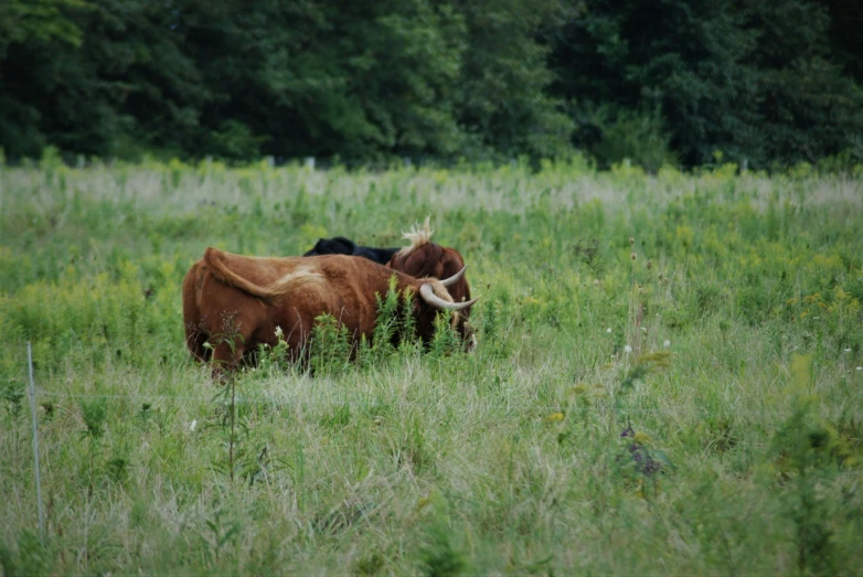 two cows grazing in a grassy field surrounded by trees