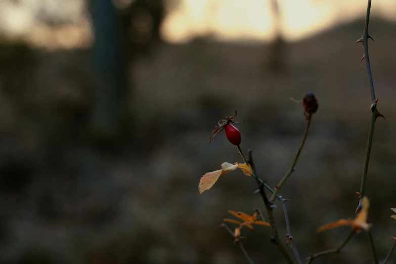 a couple of berries that are on a tree