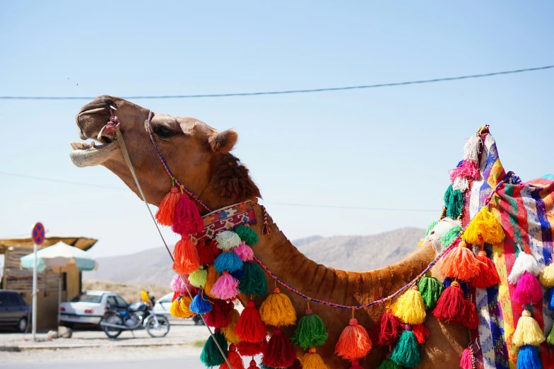 a large camel standing on top of a dirt road