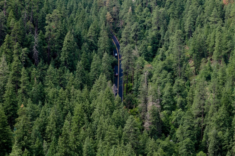 two railroad tracks between a forest with lots of trees