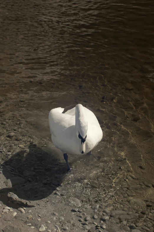 an image of a swan floating in the water