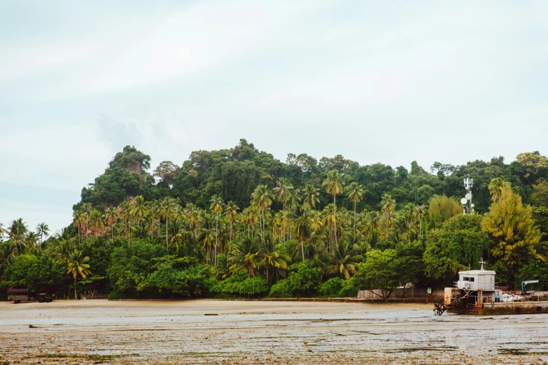 a boat traveling across a river surrounded by palm trees