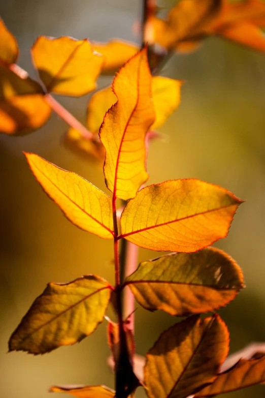 a tree nch with a few leaves on it