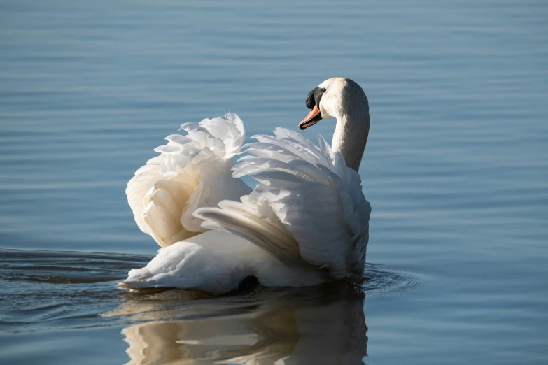 a white swan with its mouth open swimming on a lake