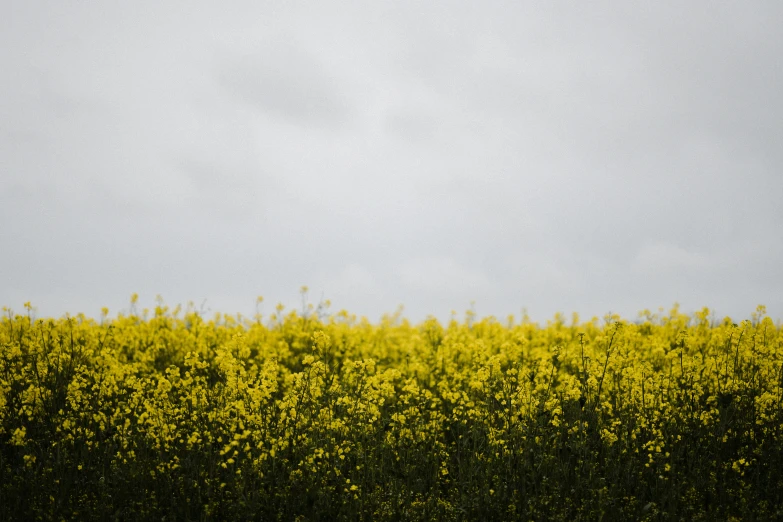 a field with some yellow plants and clouds in the sky