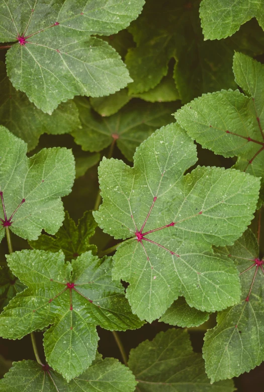 green leafy plants with some red spots on them