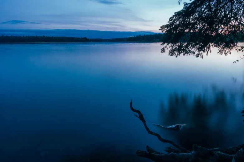 the night sky reflects on the surface of the water and a nch near the tree